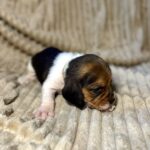 Xavier-male-Beagle-puppy-for-sale-2