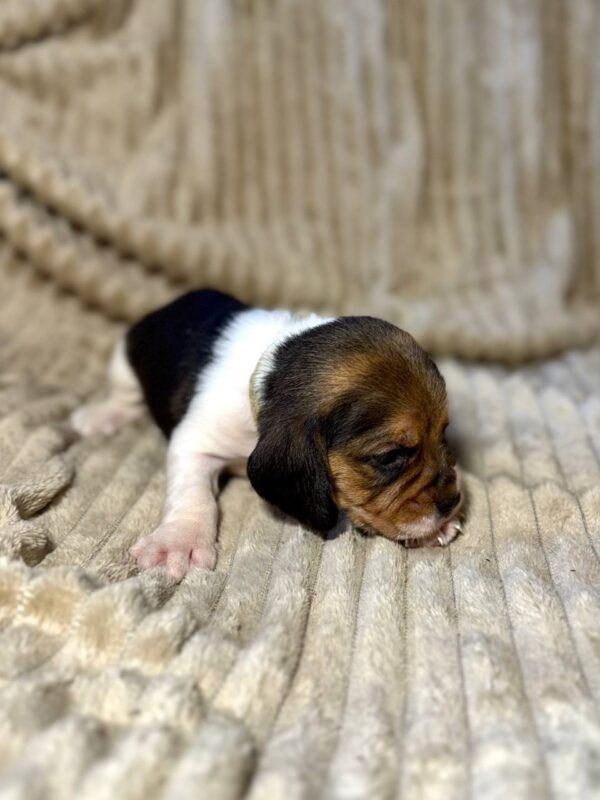 Xavier Beagle Xavier Beagle