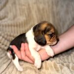Xavier-male-Beagle-puppy-for-sale-3