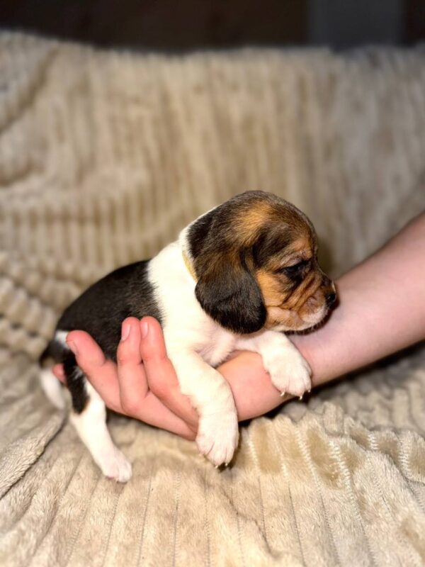 Xavier Beagle Xavier Beagle