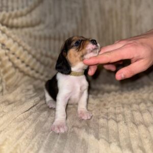 Xavier Beagle Xavier Beagle