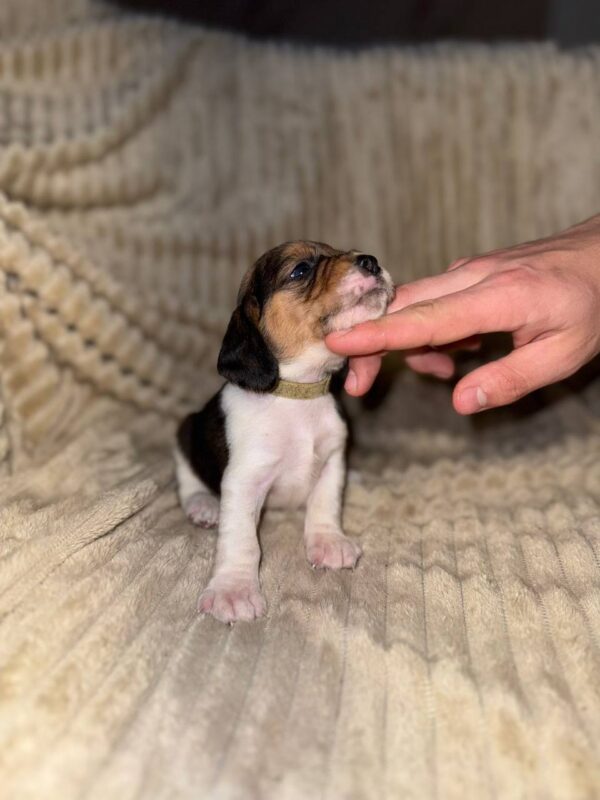 Xavier Beagle Xavier Beagle