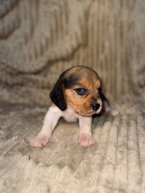 Xelina Beagle Xelina Beagle