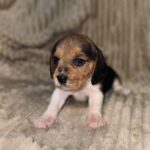 Xelina-female-Beagle-puppy-for-sale-2