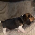 Xelina-female-Beagle-puppy-for-sale-3