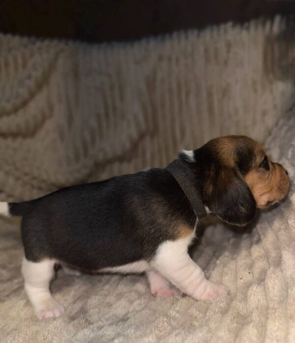 Xelina Beagle Xelina Beagle