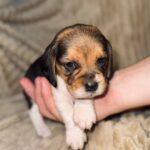 Xelina-female-Beagle-puppy-for-sale-4