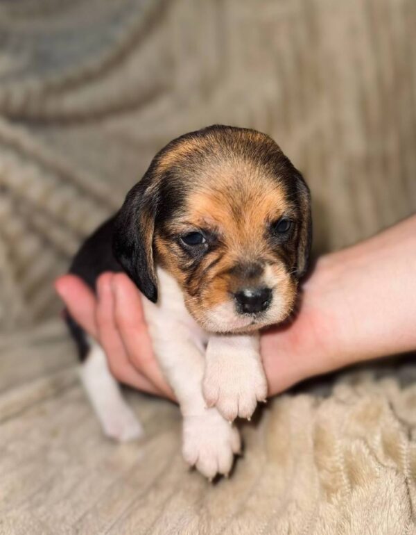 Xelina Beagle Xelina Beagle