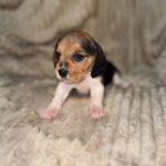 Xelina-female-Beagle-puppy-for-sale-5