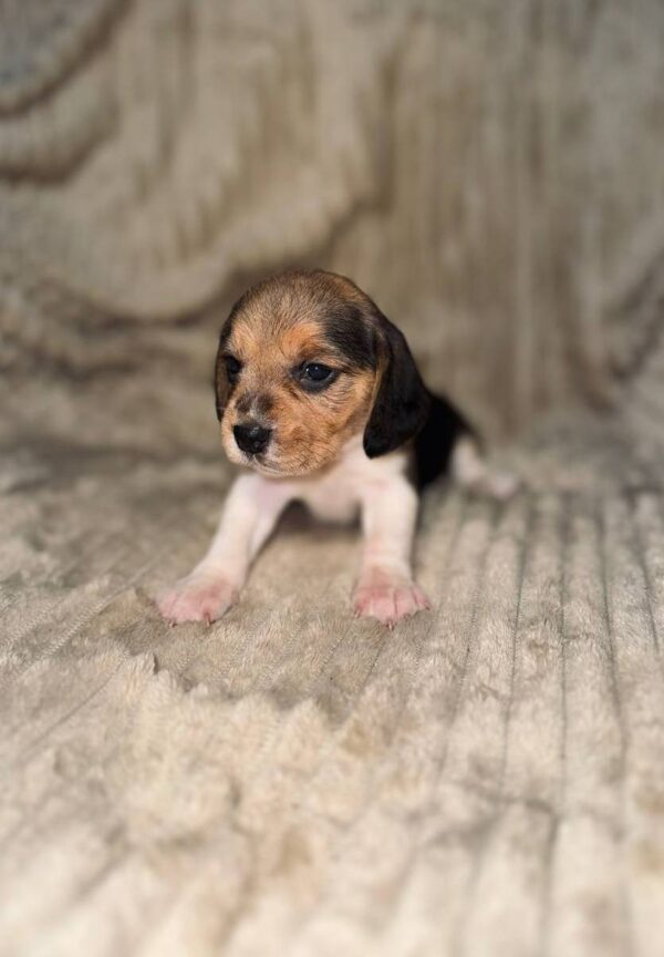 Xelina Beagle Xelina Beagle