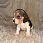 Xenesse-female-Beagle-puppy-for-sale-1
