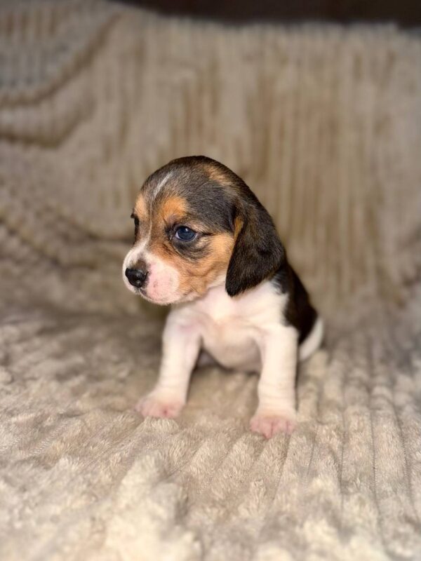 Xenesse Beagle Xenesse Beagle