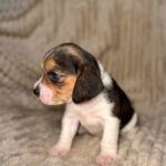 Xenesse-female-Beagle-puppy-for-sale-2