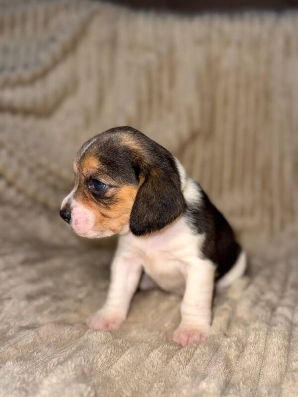 Xenesse Beagle Xenesse Beagle