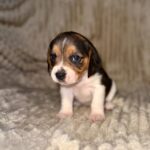 Xenesse-female-Beagle-puppy-for-sale-3
