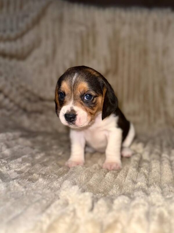 Xenesse Beagle Xenesse Beagle