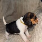 Xenesse-female-Beagle-puppy-for-sale-4