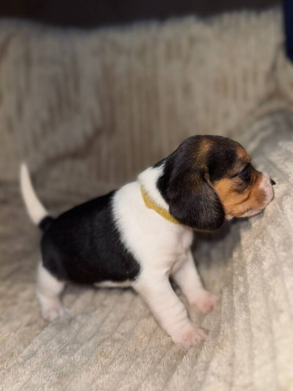 Xenesse Beagle Xenesse Beagle