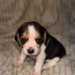 Ximena-female-Beagle-puppy-for-sale-1