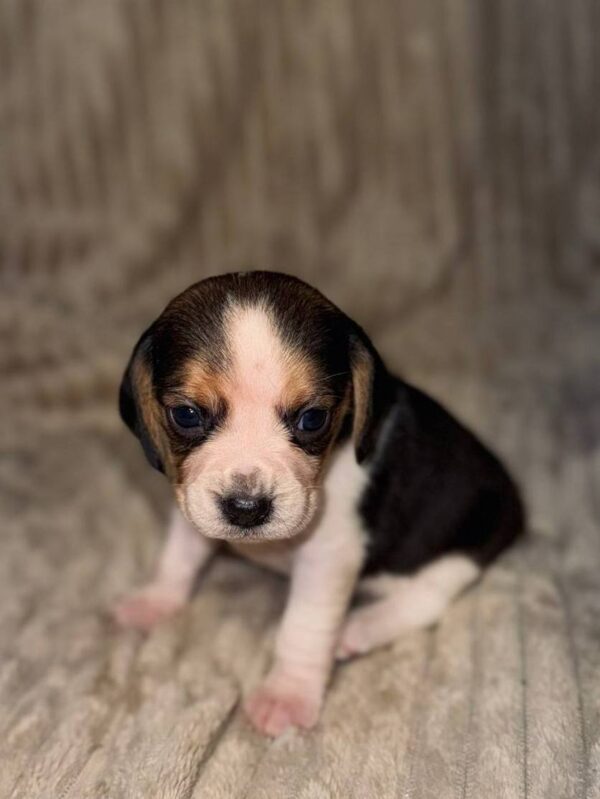 Ximena Beagle Ximena Beagle