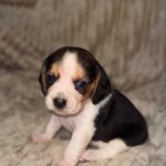 Ximena-female-Beagle-puppy-for-sale-2