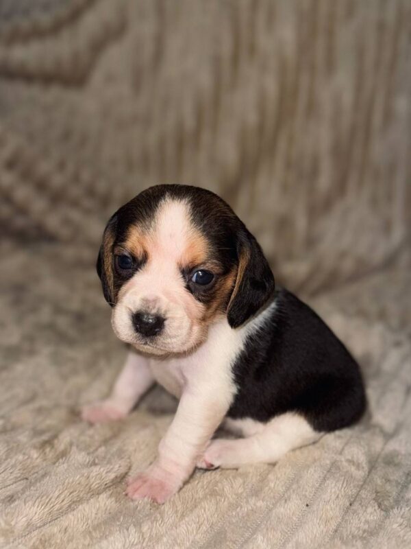 Ximena Beagle Ximena Beagle