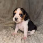 Ximena-female-Beagle-puppy-for-sale-3