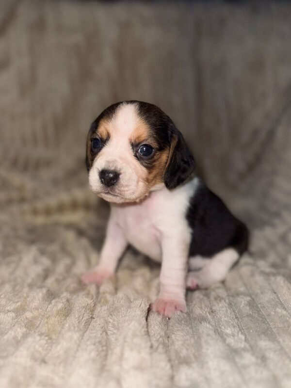 Ximena Beagle Ximena Beagle