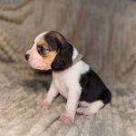 Ximena-female-Beagle-puppy-for-sale-4