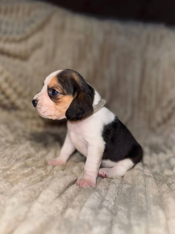 Ximena Beagle Ximena Beagle