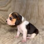 Ximena-female-Beagle-puppy-for-sale-5