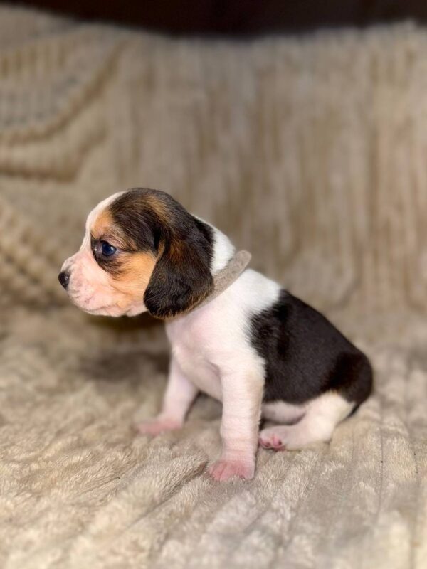 Ximena Beagle Ximena Beagle