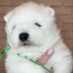 Xollo-male-Samoyed-puppy-for-sale-1