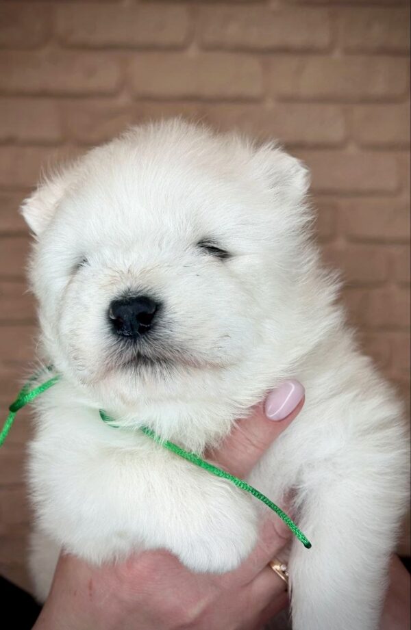 Xollo Samoyed Xollo Samoyed