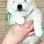 Xollo-male-Samoyed-puppy-for-sale-2