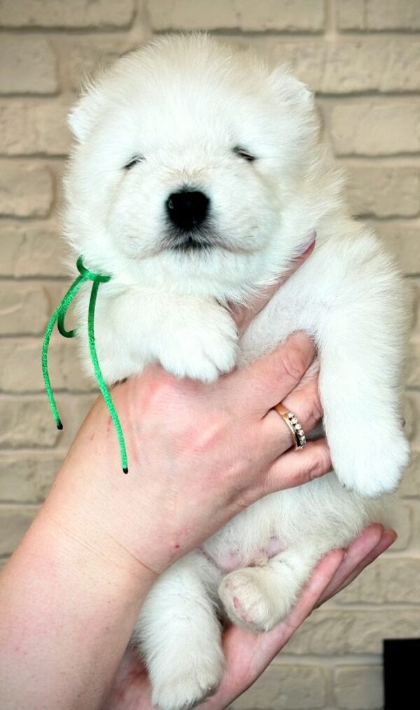 Xollo Samoyed Xollo Samoyed