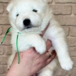 Xollo-male-Samoyed-puppy-for-sale-3