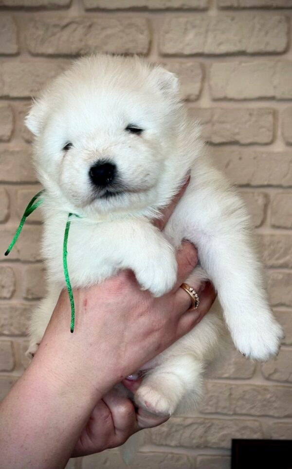 Xollo Samoyed Xollo Samoyed