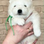 Xollo-male-Samoyed-puppy-for-sale-4