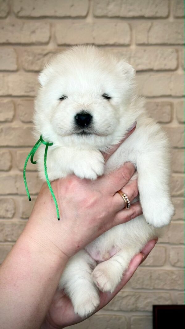 Xollo Samoyed Xollo Samoyed