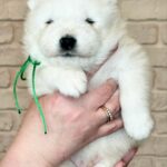 Xollo-male-Samoyed-puppy-for-sale-5