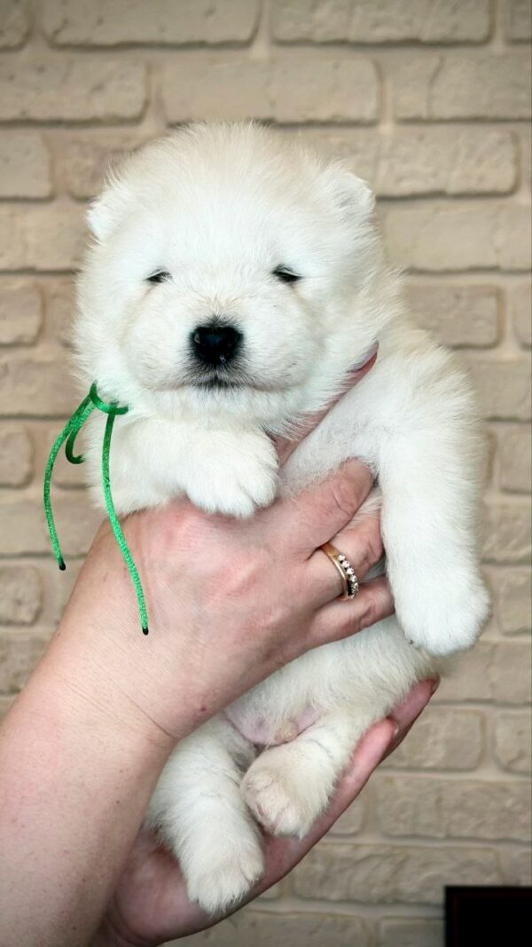 Xollo Samoyed Xollo Samoyed