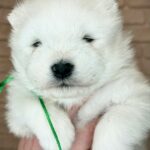 Xollo-male-Samoyed-puppy-for-sale-6