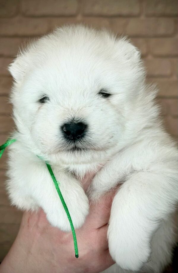 Xollo Samoyed Xollo Samoyed