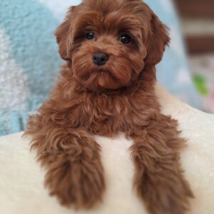 Yassa Maltipoo Yassa Maltipoo