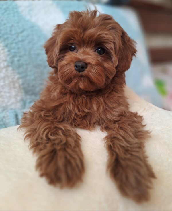 Yassa Maltipoo Yassa Maltipoo