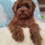 Yassa-female-Maltipoo-puppy-for-sale-2