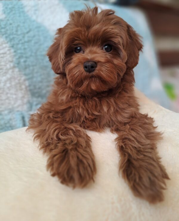 Yassa Maltipoo Yassa Maltipoo