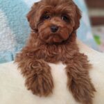 Yassa-female-Maltipoo-puppy-for-sale-3