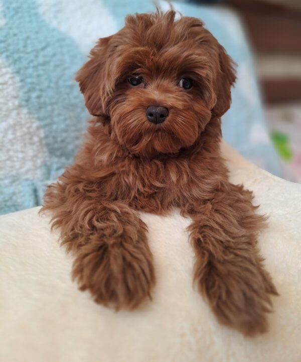 Yassa Maltipoo Yassa Maltipoo